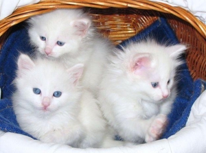 Уход за ангорскими кошками