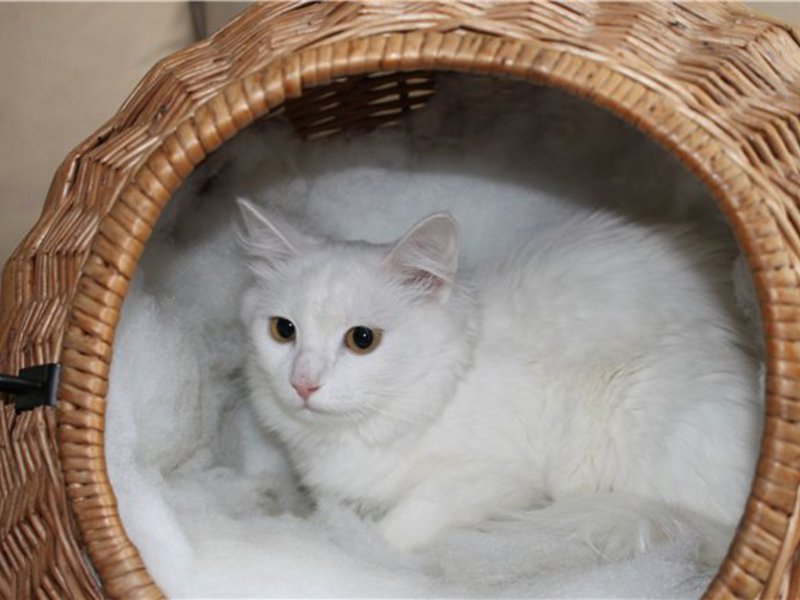 Ангорские котята