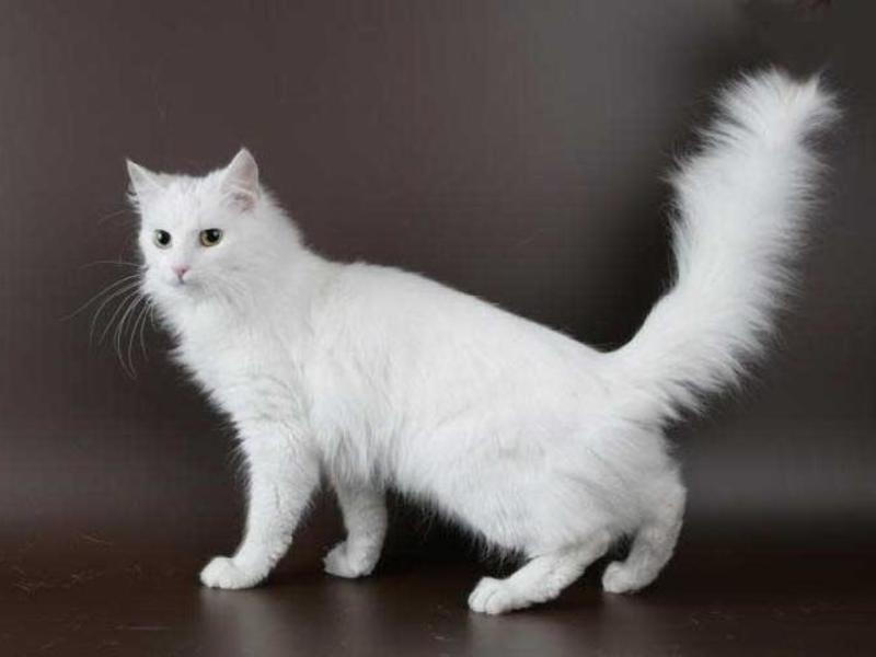 Котята домашние 
