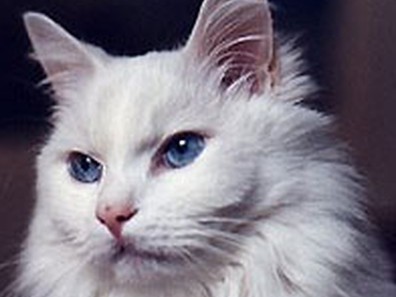Турецкая ангора кошка