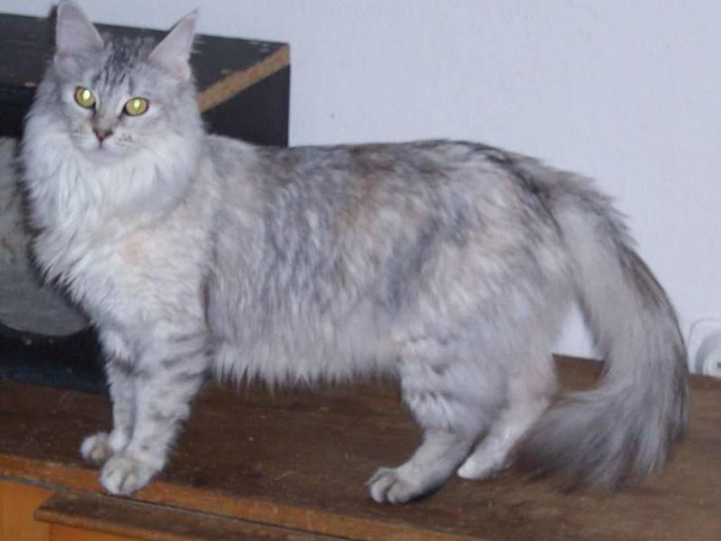 Милые ангорские кошки