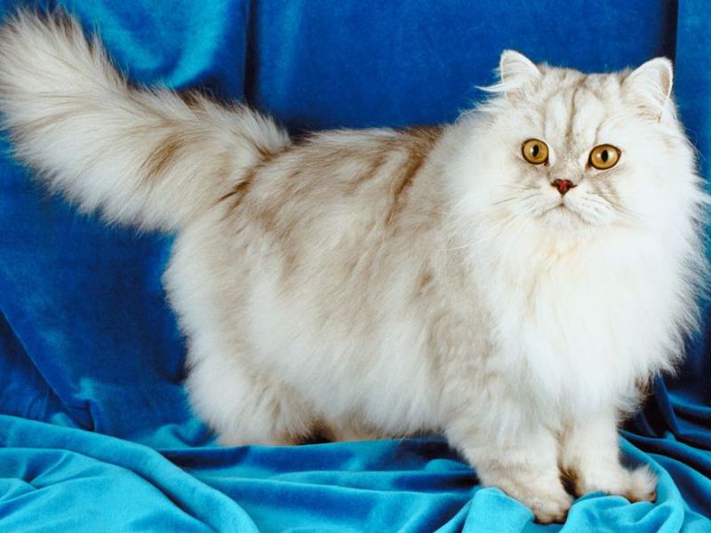 Милые ангорские кошки и коты