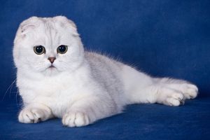 Голубые вислоухие британцы — как эти коты и кошки выглядят на фото?