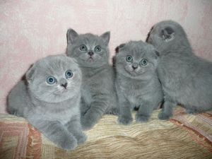 Котята и уход за ними