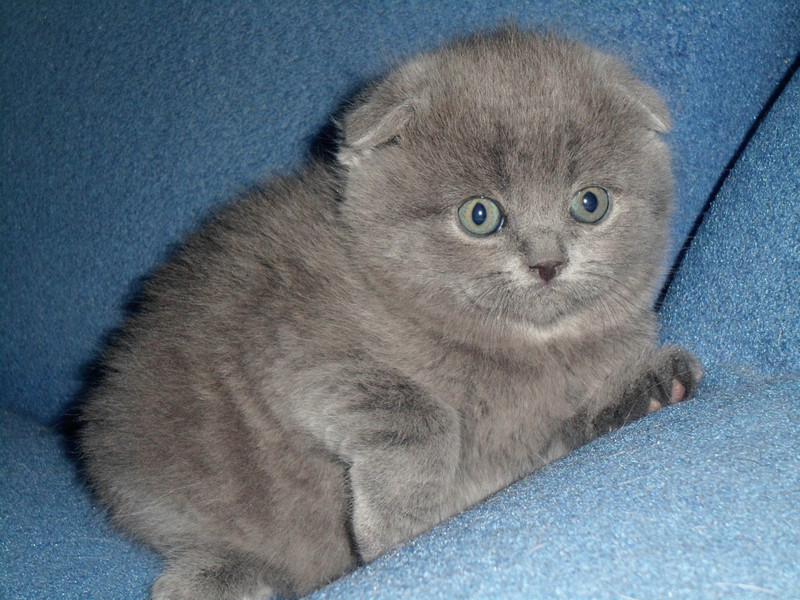 Вислоухий котёнок