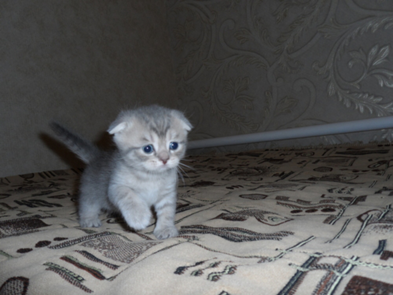 Вислоухий котенок голубой