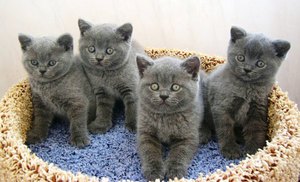 Кошки британской породы: характеристика, окрас, описание стандарта