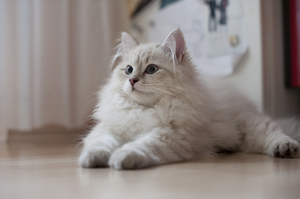 Кошки сибирские