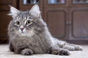 Сибирская кошка имеет длинную густую шерсть