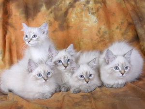 Сибирский кот