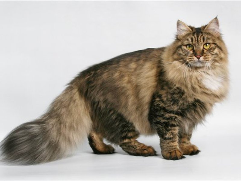 Сибирский кот