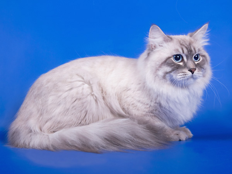 Сибирские котята