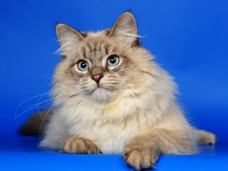 Сибирская кошка имеет длинную густую шерсть