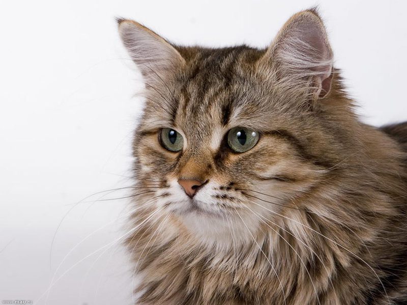 Сибирский кот