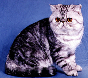 Короткошерстная кошка экзот