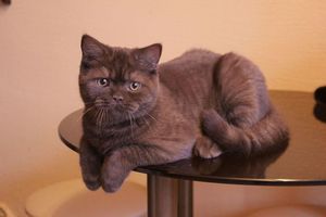 Британец шоколадный: окрас, фото котов