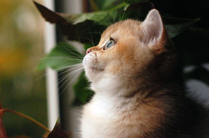 Коты породы золотая шиншилла: описание, фото кошки