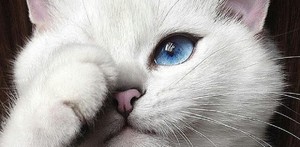 Коты и названия их пород, фотографии