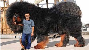 Породы больших собак: название, фото и основные характеристики