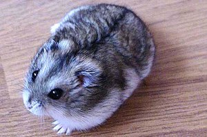 Сколько живут джунгарские хомяки
