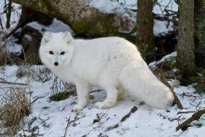 Арктические животные песец