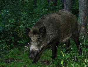Животное вепрь: описание кабана, где обитает и сколько весит