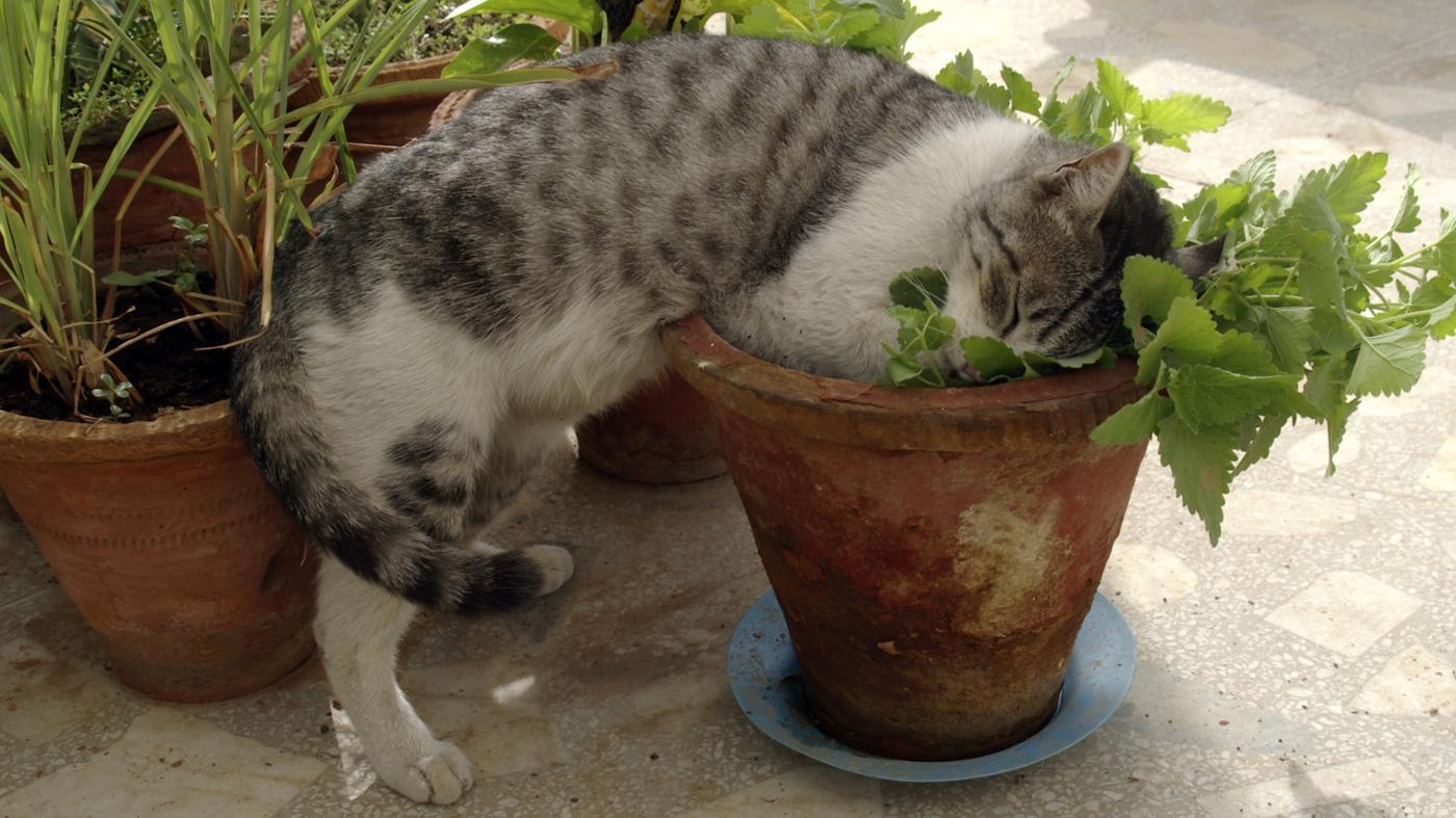 Кошачья мята: за что её так любят коты