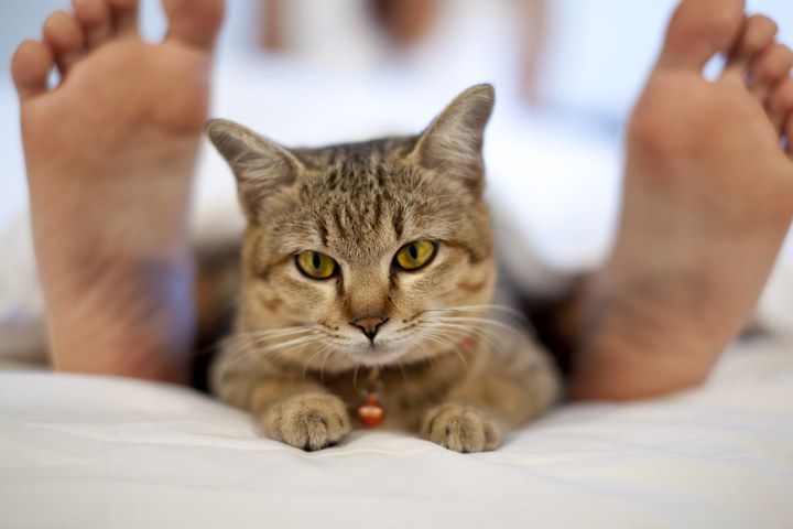 Почему кошки спят в ногах — теории учёных