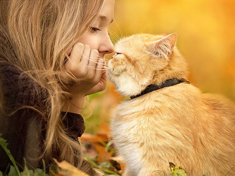 Фотосессия с кошкой: осенние идеи для изумительных кадров