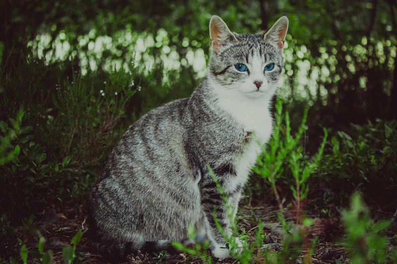 В Новороссийске кошка родила шестерых котят на подводной лодке