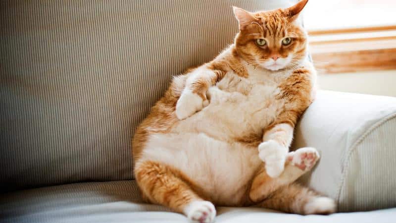 Впереди планеты всей: кошки, которые занесены в Книгу рекордов Гиннеса