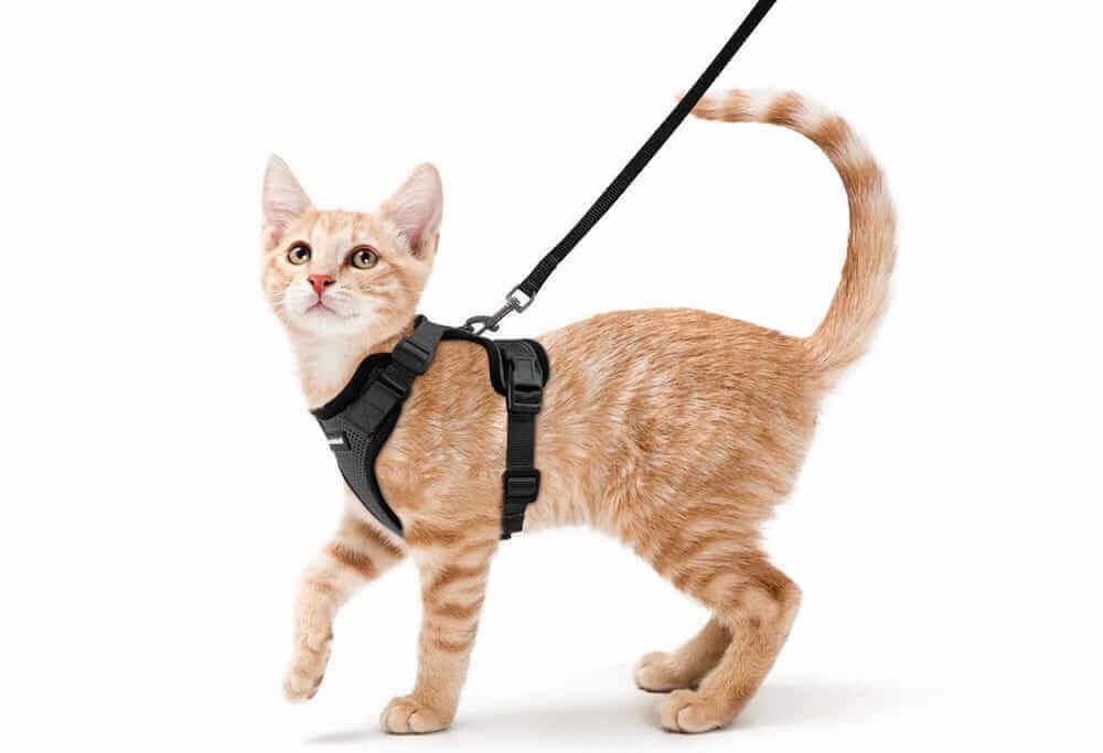 Как приучить кота к шлейке