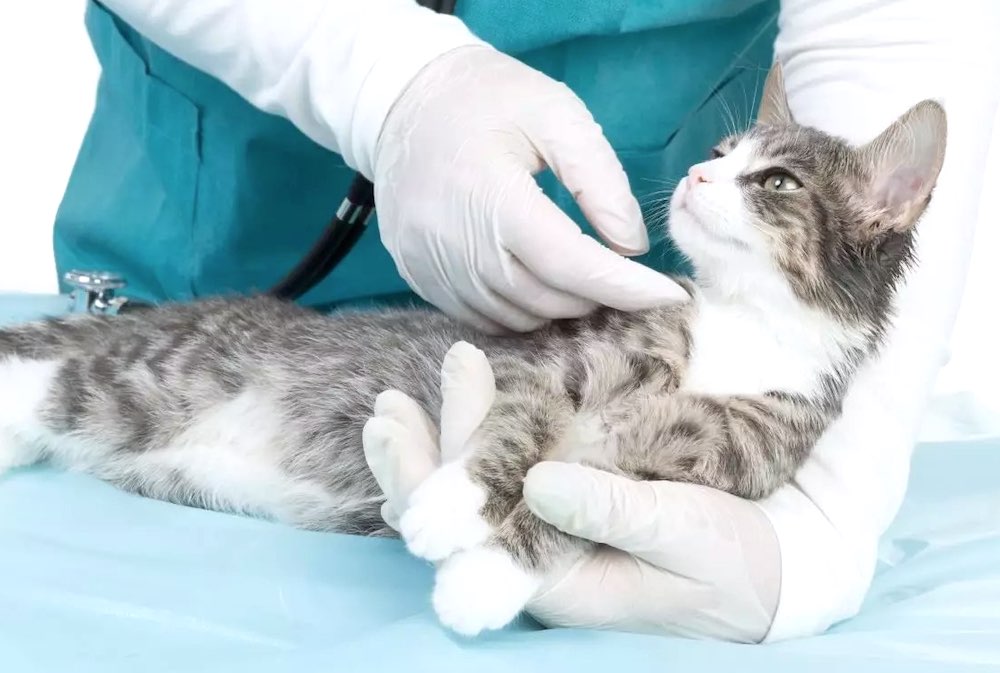 Болеют ли кошки коронавирусом