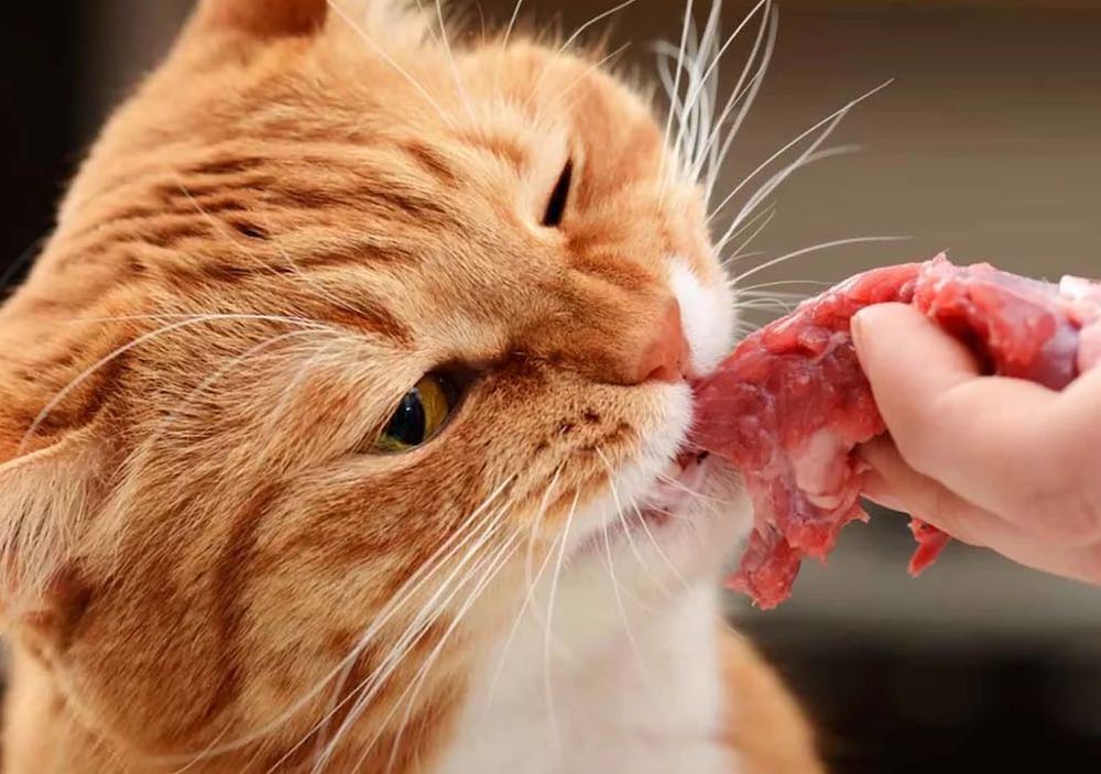 Можно ли коту сырую еду