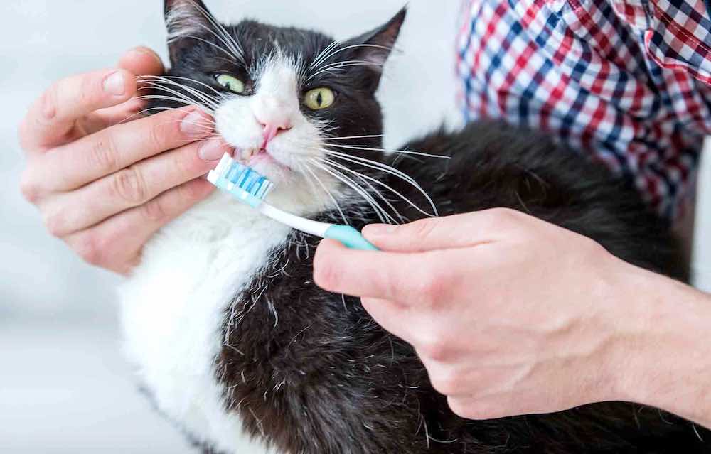 Как чистить зубы коту в домашних условиях