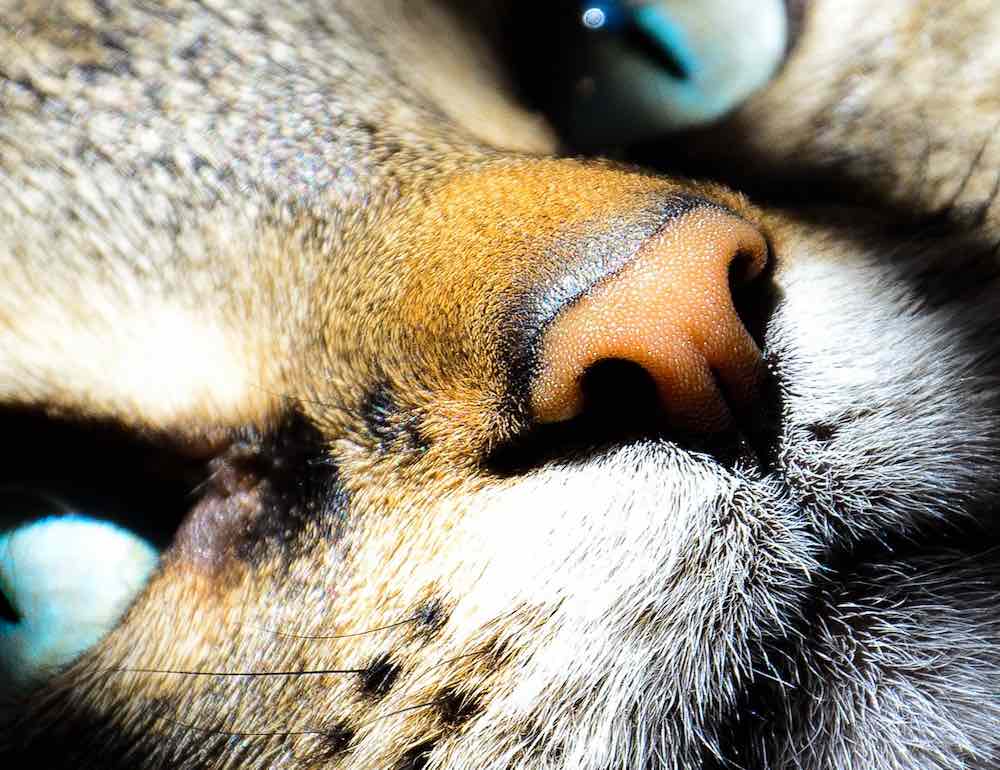 Как почистить нос коту в домашних условиях