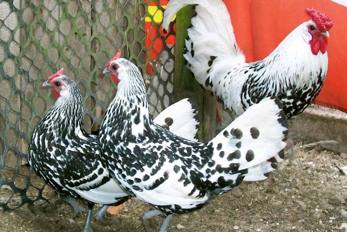 Декоративные породы кур