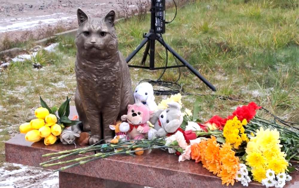 Как похоронить кота правильно