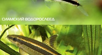 Сиамский водорослеед и гарра полосатая